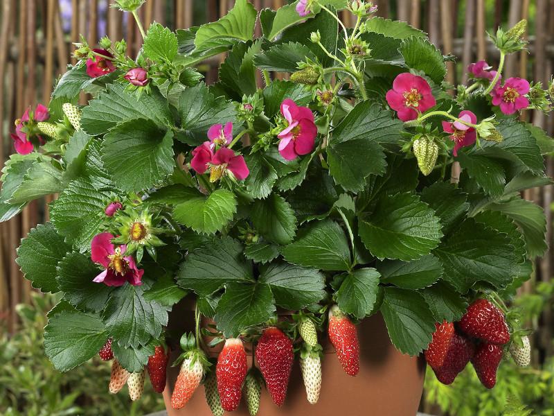 Fragaria × ananassa ‘Tristan’ (Tristan Strawberry)