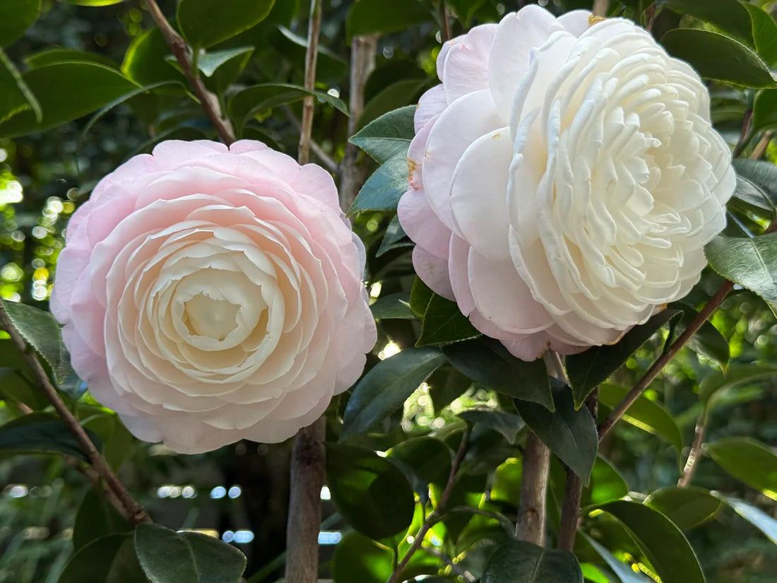 Camellia japonica ‘Commander Mulroy’ (Japanese Camellia)