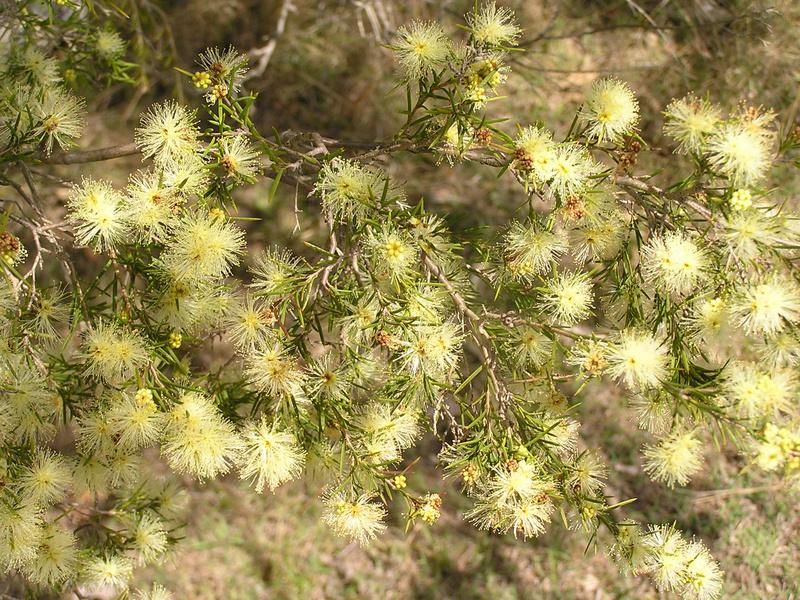 Melaleuca Nodosa (Knobby Honey Myrtle)