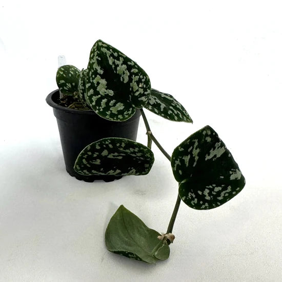 Scindapsus pictus ‘Tricolour’ – Satin Pothos