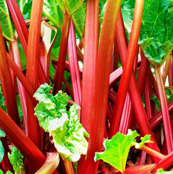 Rheum Rhabarbarum ‘Crimson Crumble’ (Crimson Crumble Rhubarb)