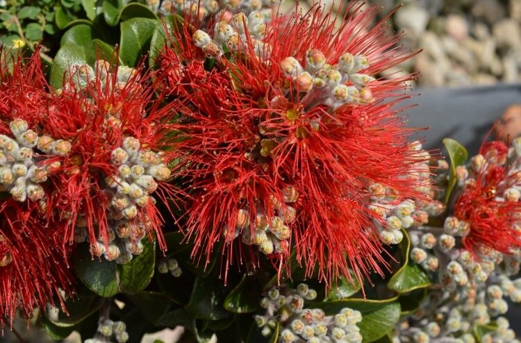 Metrosideros 'Firebirds Crimson Glory' (Firebirds Crimson Glory New Zealand Christmas Bush)