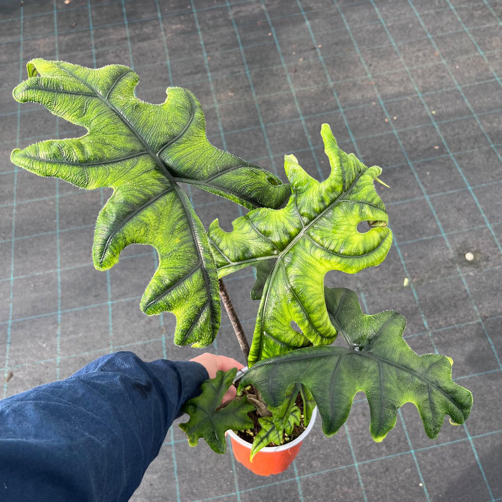 Alocasia 'Jacklyn' (Jacklyn Alocasia)