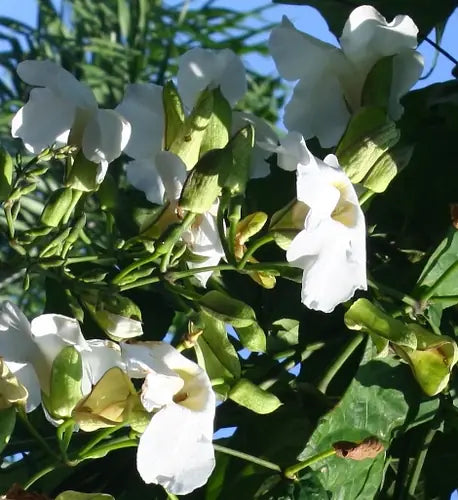 Thunbergia grandiflora ‘Alba’ (White Bengal Clock Vine)