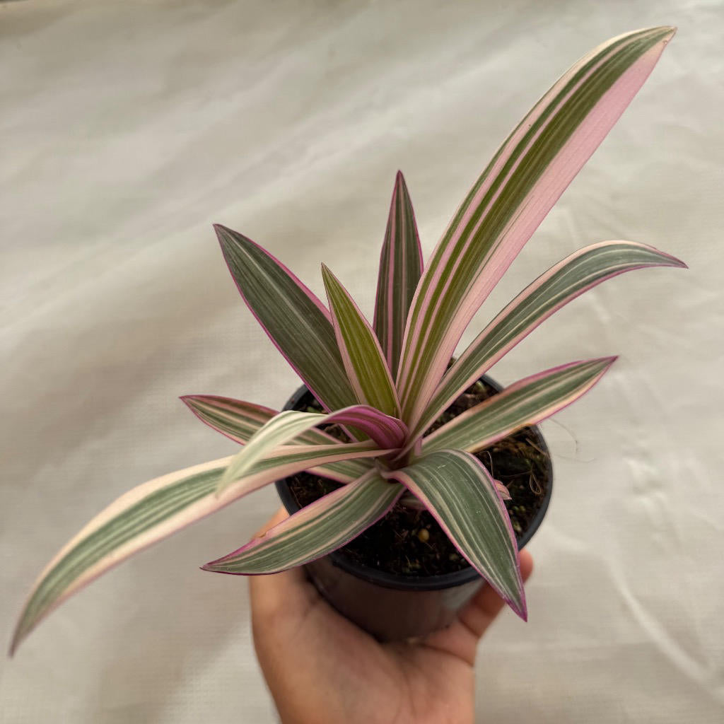 Tradescantia spathacea ‘Stripe Me Pink’ (Variegated Rhoeo)