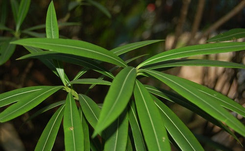 Nerium oleander Delphine (Oleander)