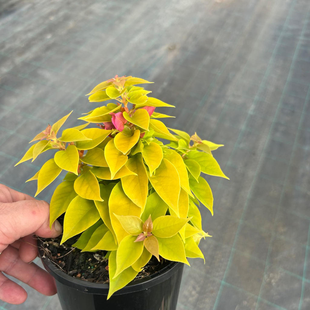 Bougainvillea glabra ‘Pixie Gold’ (Golden Bougainvillea)