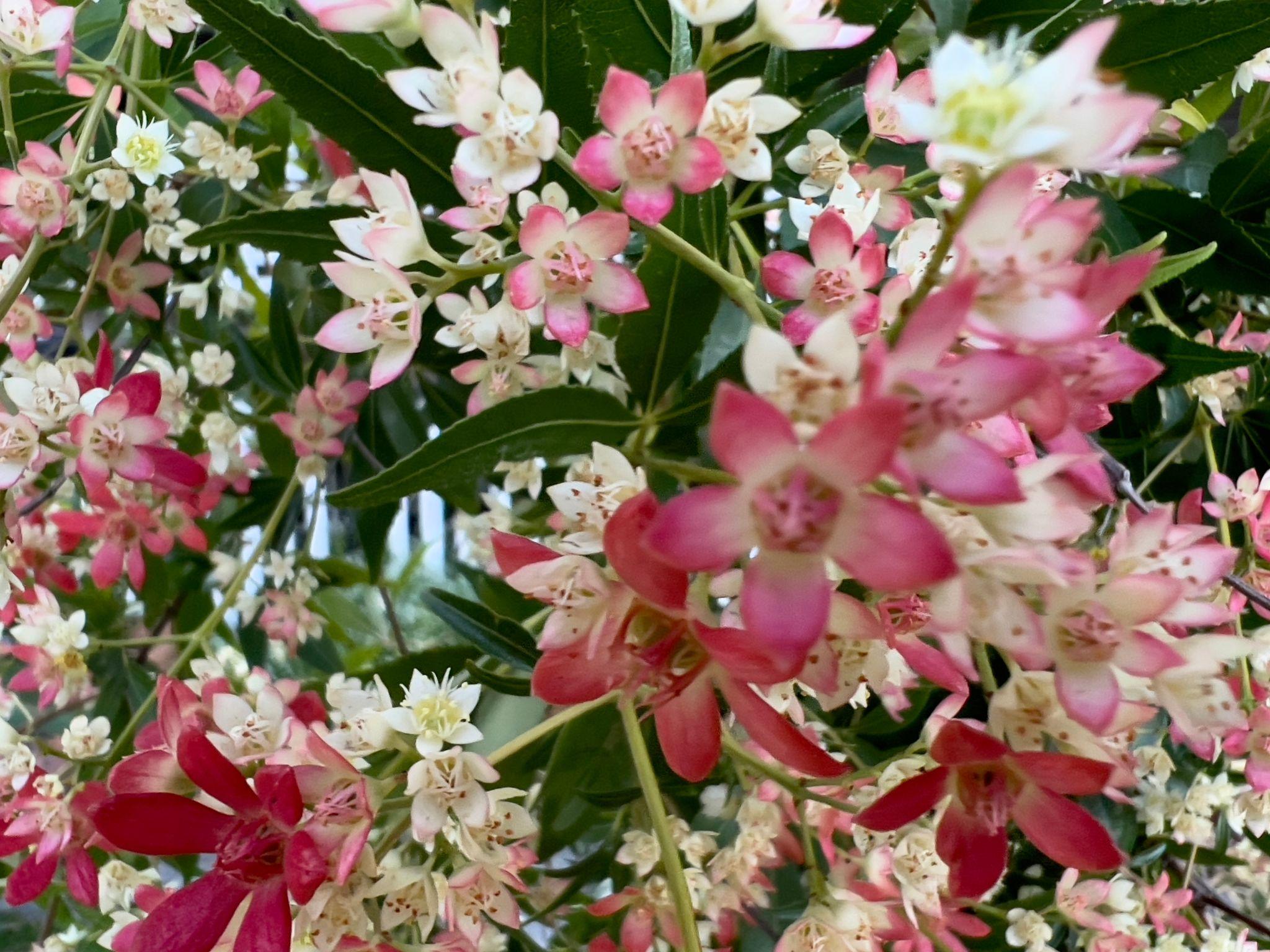 Ceratopetalum Gummiferum (New South Wales Christmas Bush)