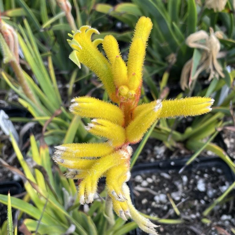 Anigozanthos ‘Bush Tenacity’ (Kangaroo Paw)