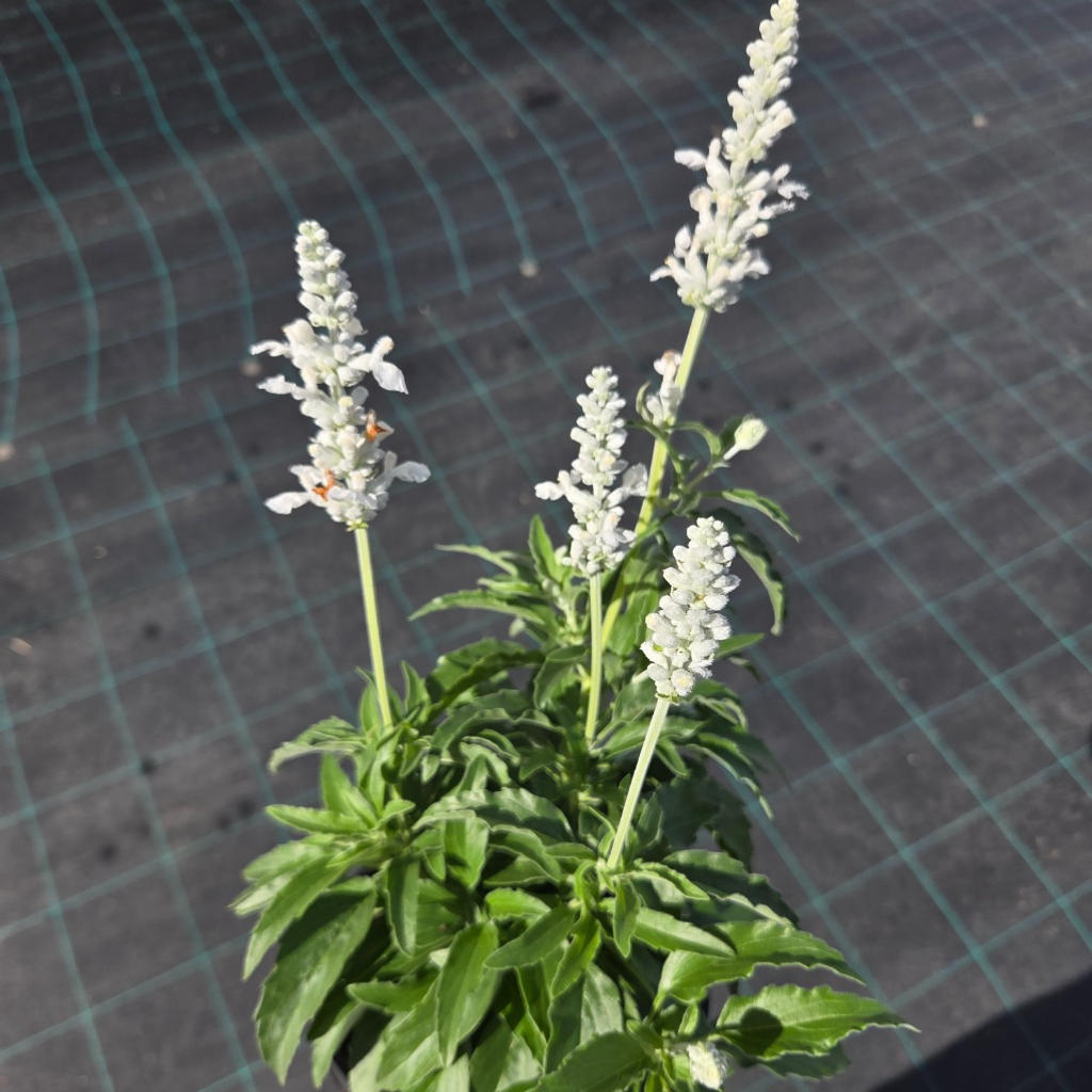 Salvia farinacea ‘White Candles’ (Mealycup Sage)