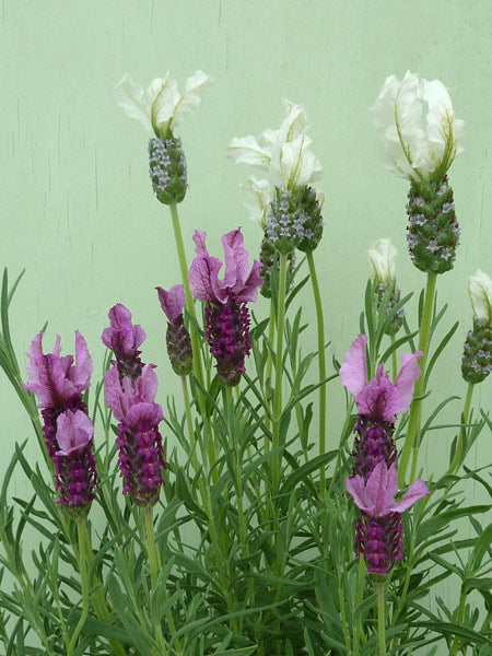 Lavandula spp. (Lavender - Strawberries and Cream)