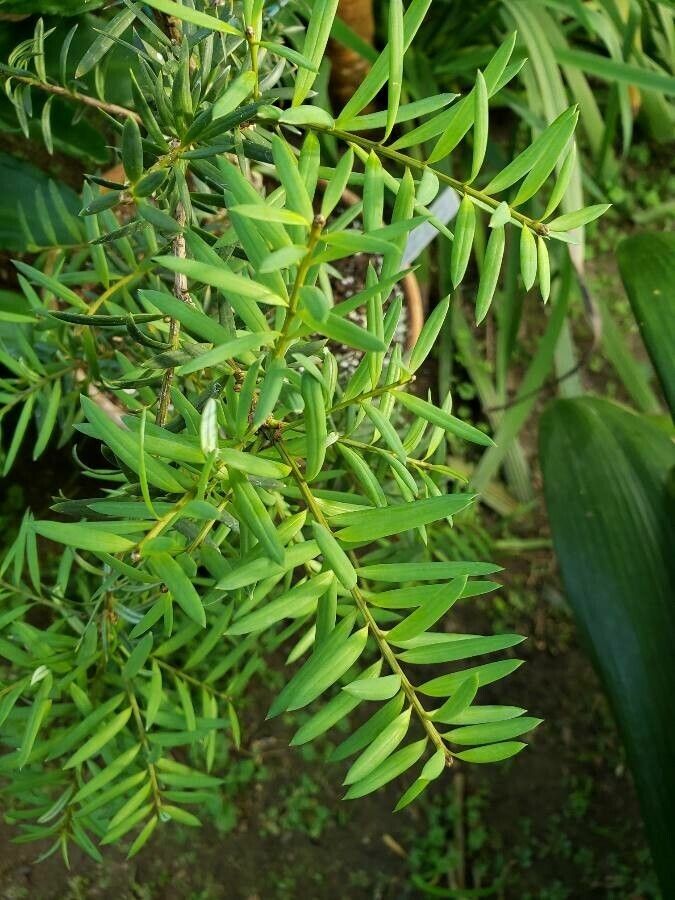 Afrocarpus Usambarensis (Podocarpus)