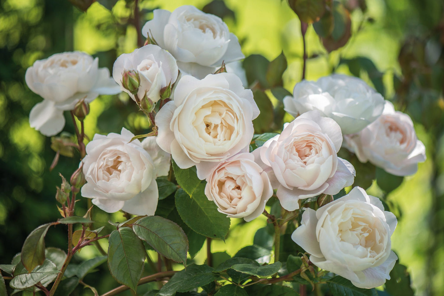 Rosa 'Desdemona' (Desdemona English Rose)