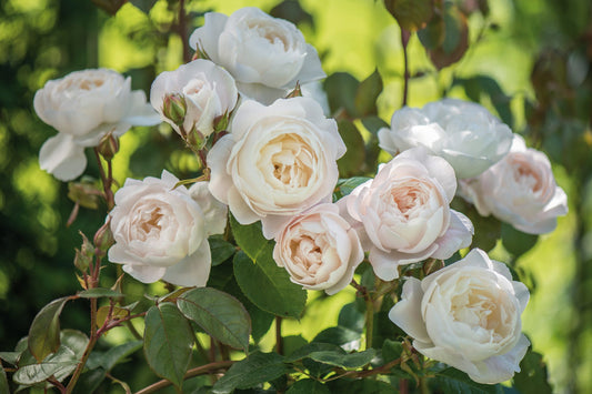 Rosa 'Desdemona' (Desdemona English Rose)