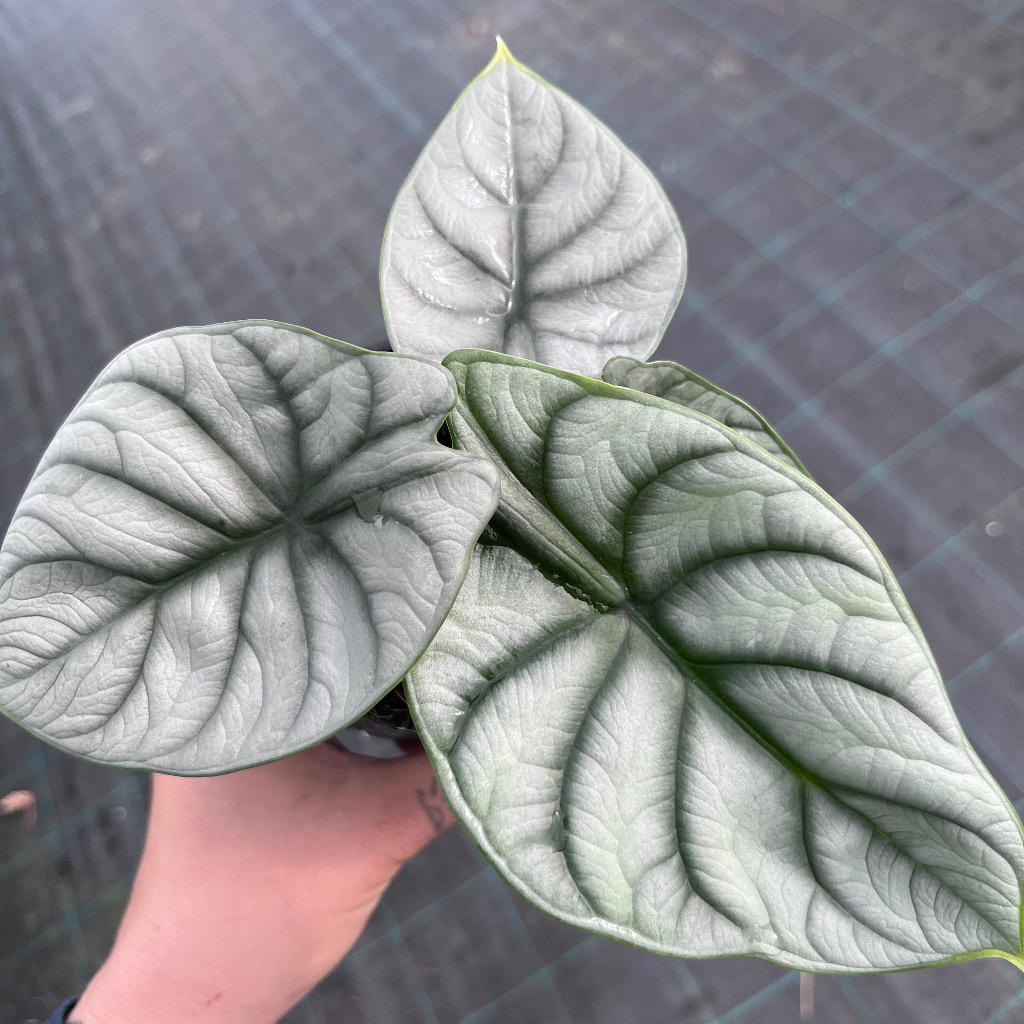 Alocasia baginda ‘Silver Dragon’ (Silver Dragon Alocasia)