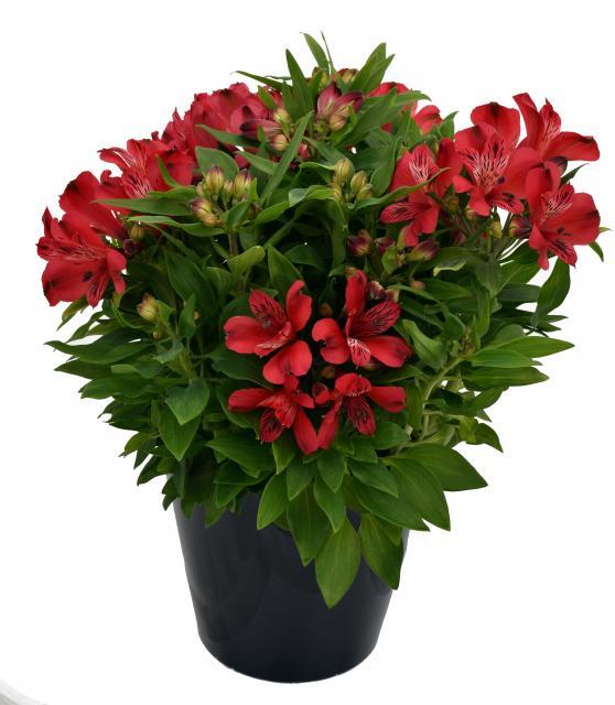 Alstroemeria ‘Inca Lolly’ (Peruvian Lily)