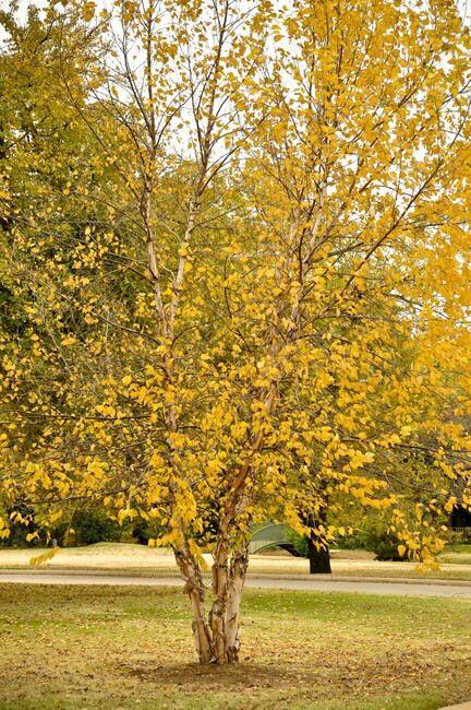 Betula Nigra 'BNMTF' Dura Heat™ Multi-Planted (Dura Heat River Birch)