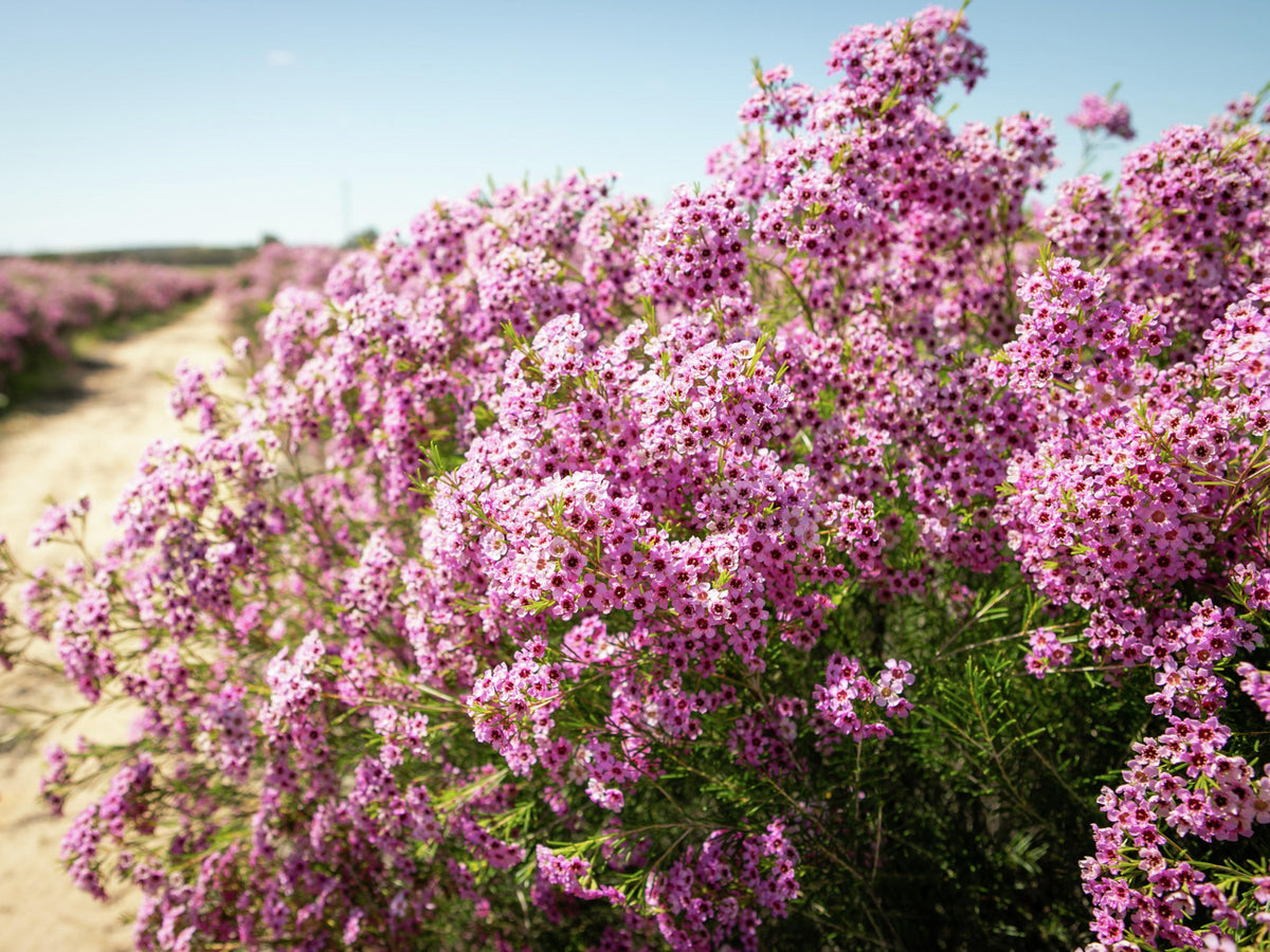 Chamelaucium ‘Jambinu Zest’ (Tucker Bush™ Geraldton Wax)