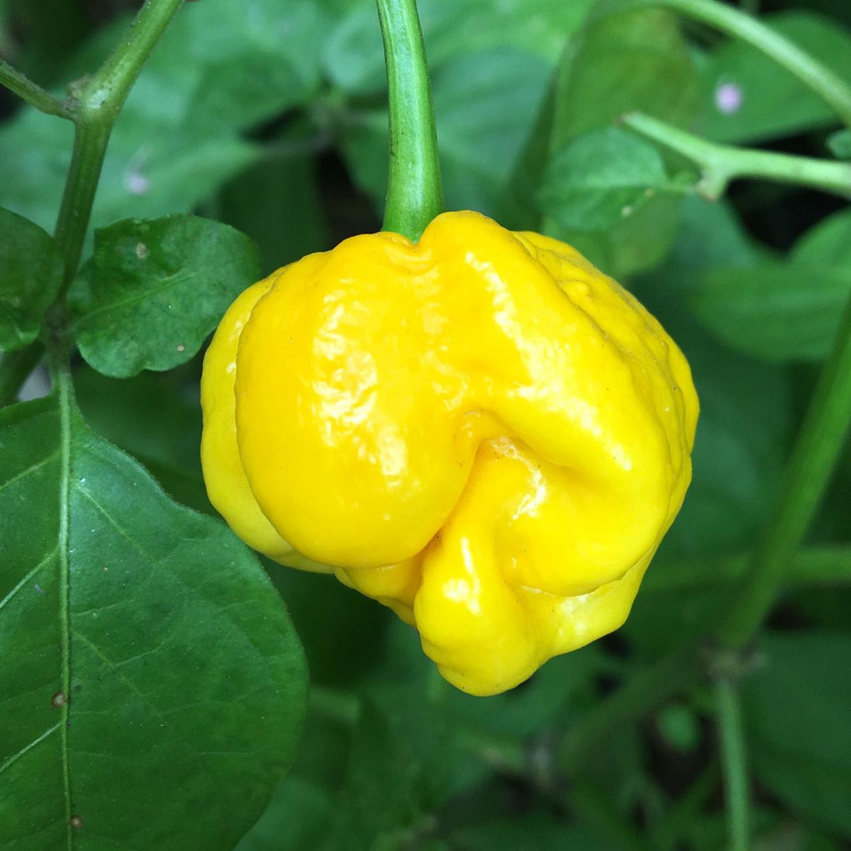 Capsicum Chinense (Trinidad 7 Pod Yellow Chilli)