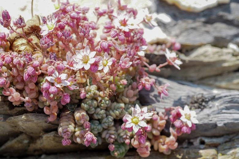 Sedum dasyphyllum (Corsican Stonecrop)