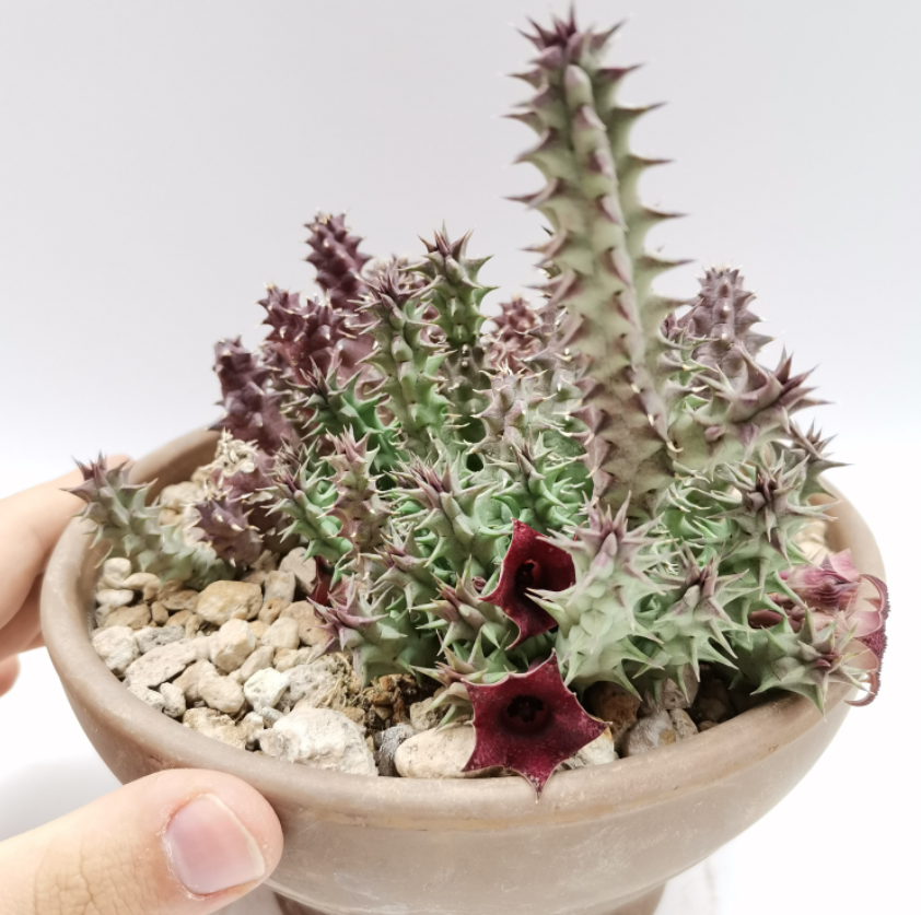 Huernia macrocarpa (Carrion Flower)