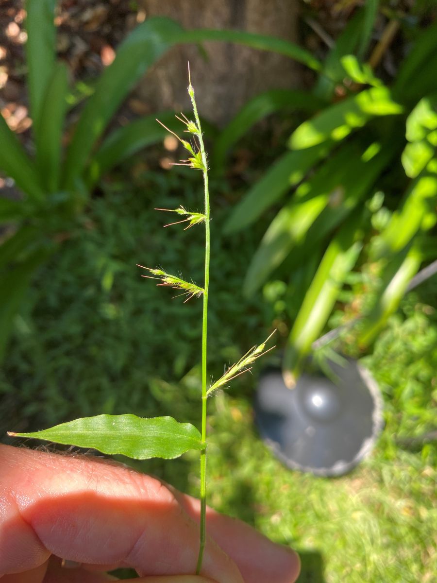 Oplismenus aemulus (Basket Grass)
