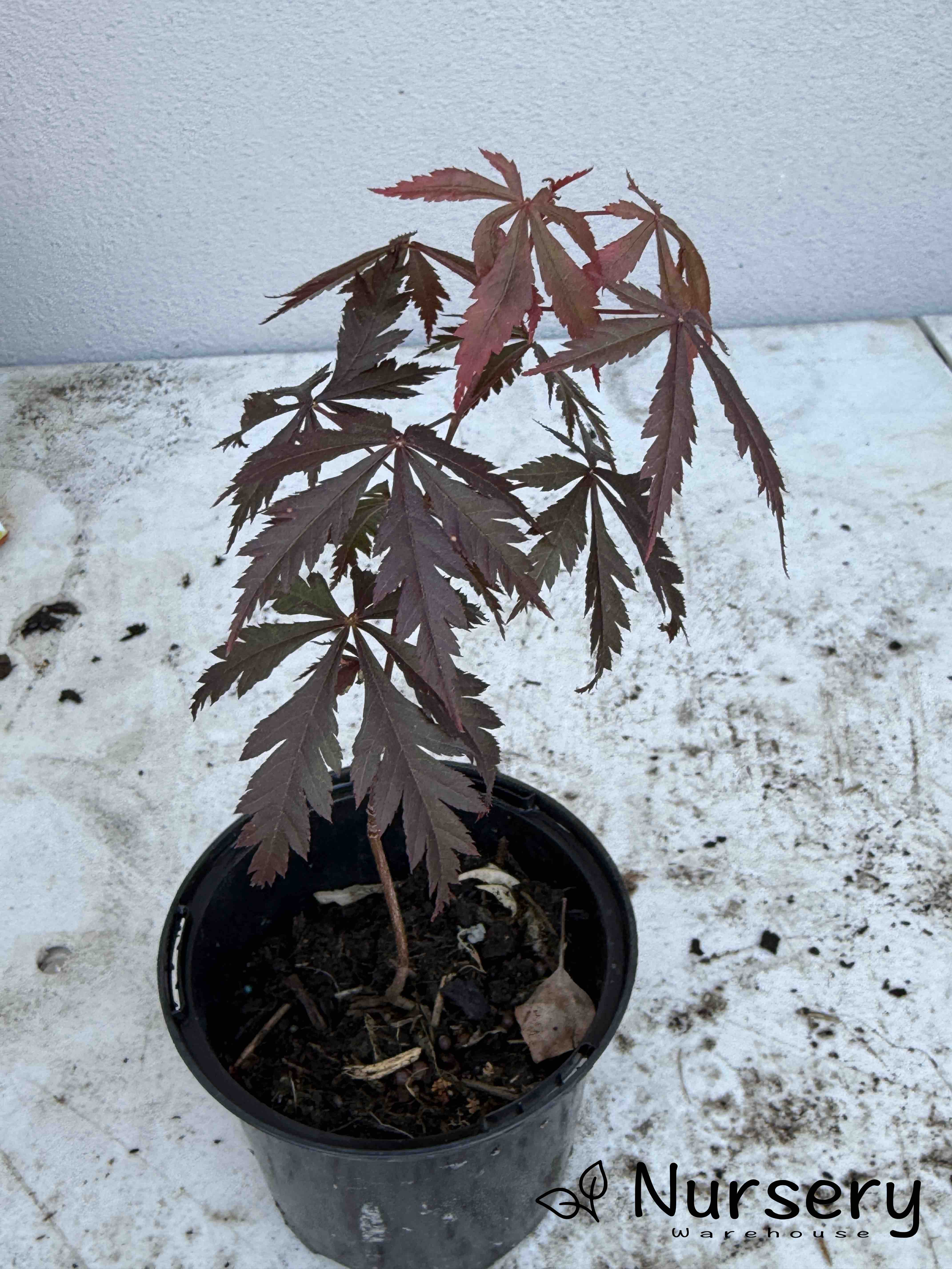 Acer Palmatum 'Oshu Shidare Japanese Maple Seedling'