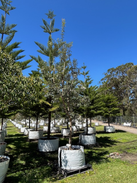 Banksia Integrifolia (Coast Banksia)