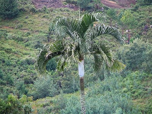 Dypsis ambositrae – Madagascan Palm