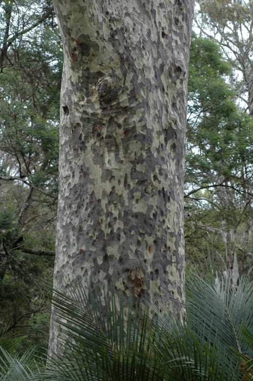 Corymbia Maculata (Spotted Gum Tree)