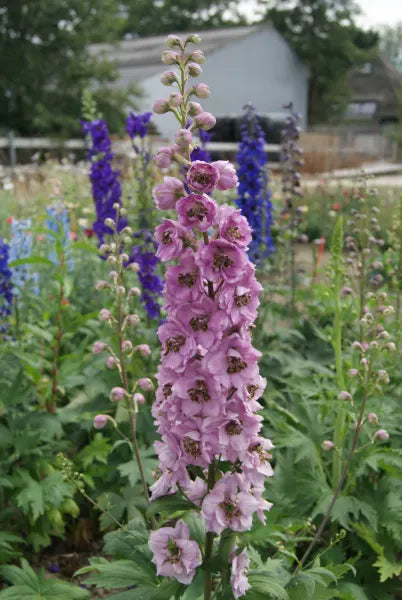 Delphinium ‘Astolat’ (Candle Larkspur)