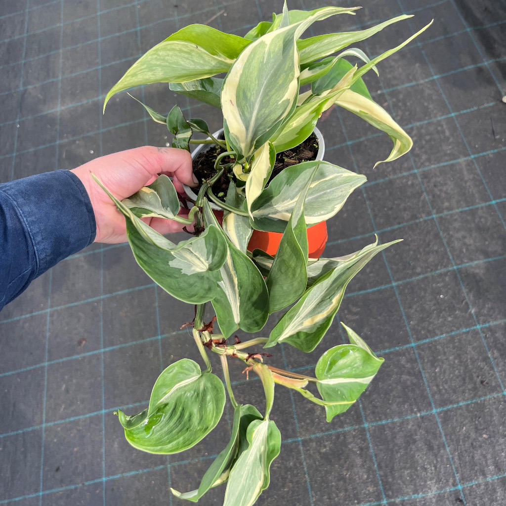 Philodendron hederaceum ‘Cream Splash’ (Cream Splash Philodendron)