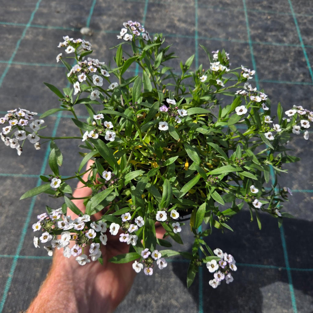Lobularia ‘White Stream’ (Sweet Alyssum)