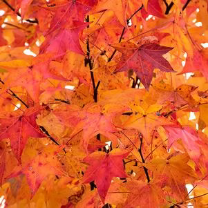Liquidambar styraciflua ‘Burgundy’ (Burgundy Blush Sweetgum)