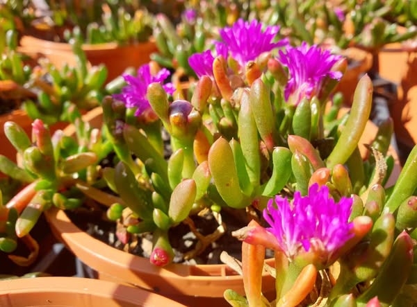 Disphyma crassifolium (Tucker Bush - Round Baby Pigface)