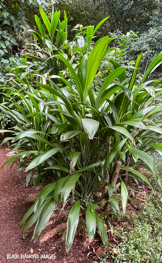 Cordyline Petiolaris (Broad-Leaved Palm Lily)