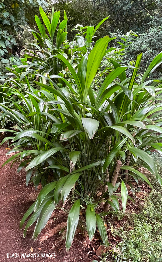 Cordyline Petiolaris (Broad-Leaved Palm Lily)