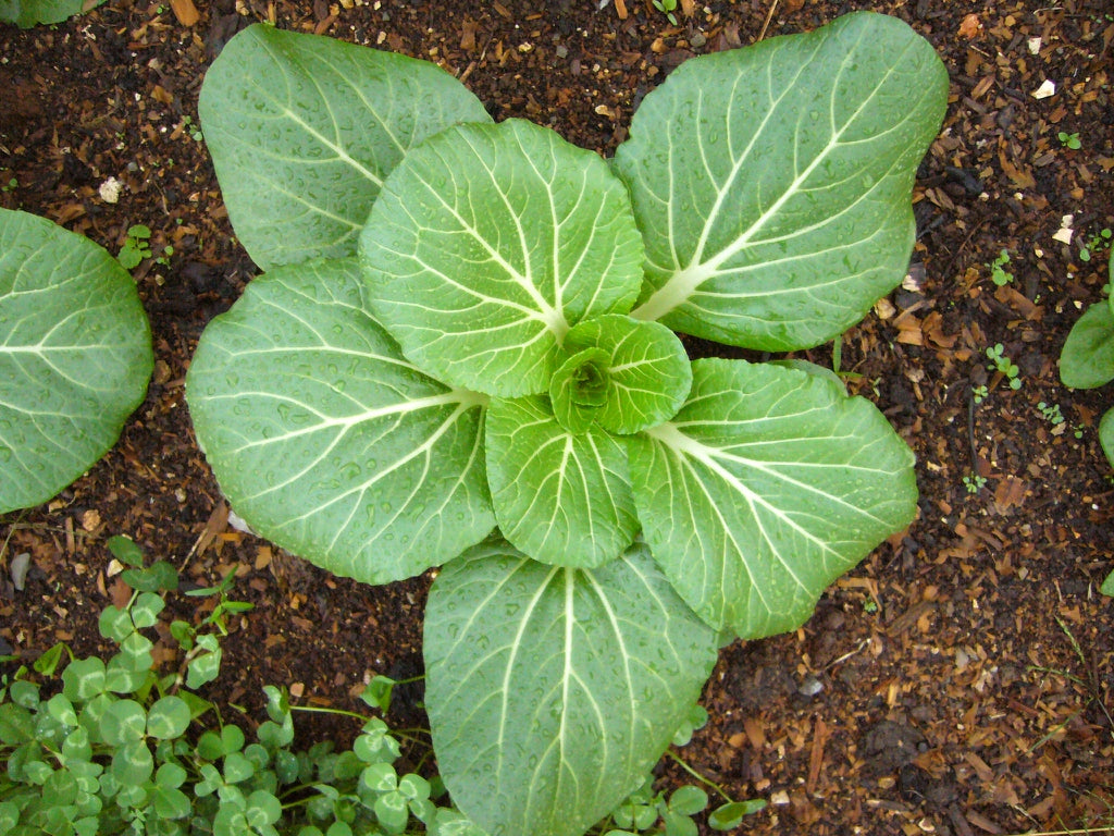 Brassica Rapa Subsp. Chinensis ‘Baby White’ (Baby White Pak Choi)