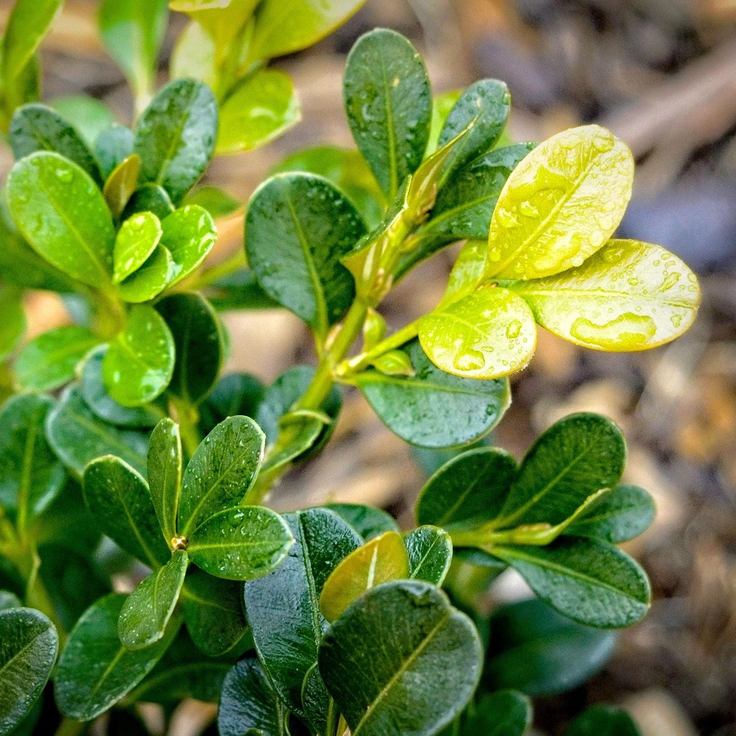 Buxus Microphylla Var. Japonica (Japanese Box Topiary Standards)