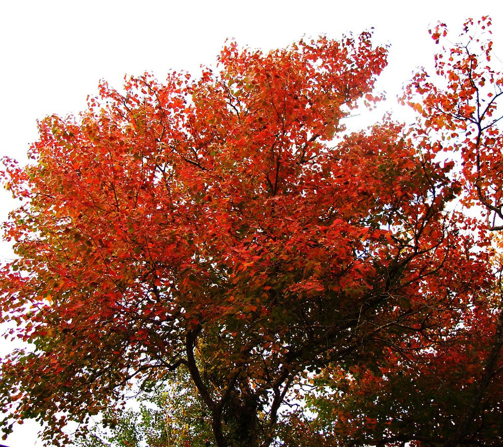 Chinese Tallow Tree – Vibrant Foliage & Fast-Growing Shade | Nursery ...