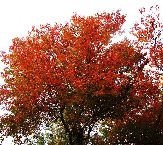 Chinese Tallow Tree – Vibrant Foliage & Fast-Growing Shade | Nursery ...