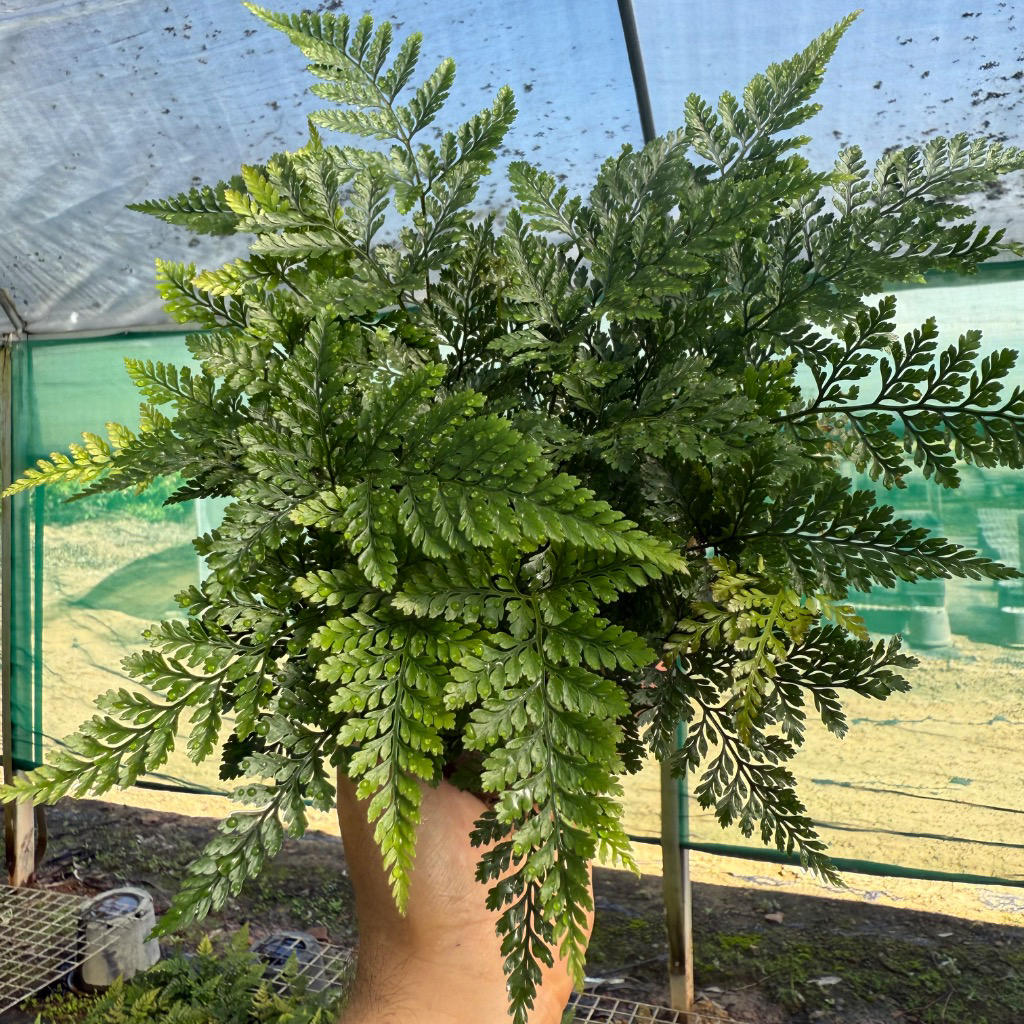 Humata tyermannii (White Rabbit’s Foot Fern)