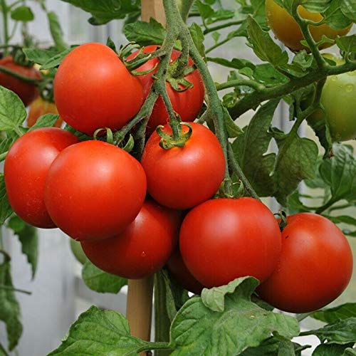 Lycopersicon Esculentum 'Moneymaker' (Moneymaker Tomato)