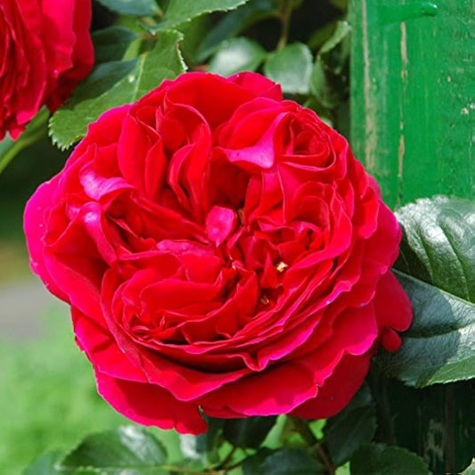 Rosa ‘Red Pierre’ (Red Pierre Rose)