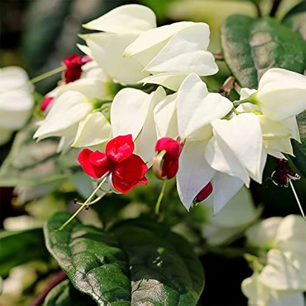 Clerodendrum thomsoniae (Bleeding Heart Vine)