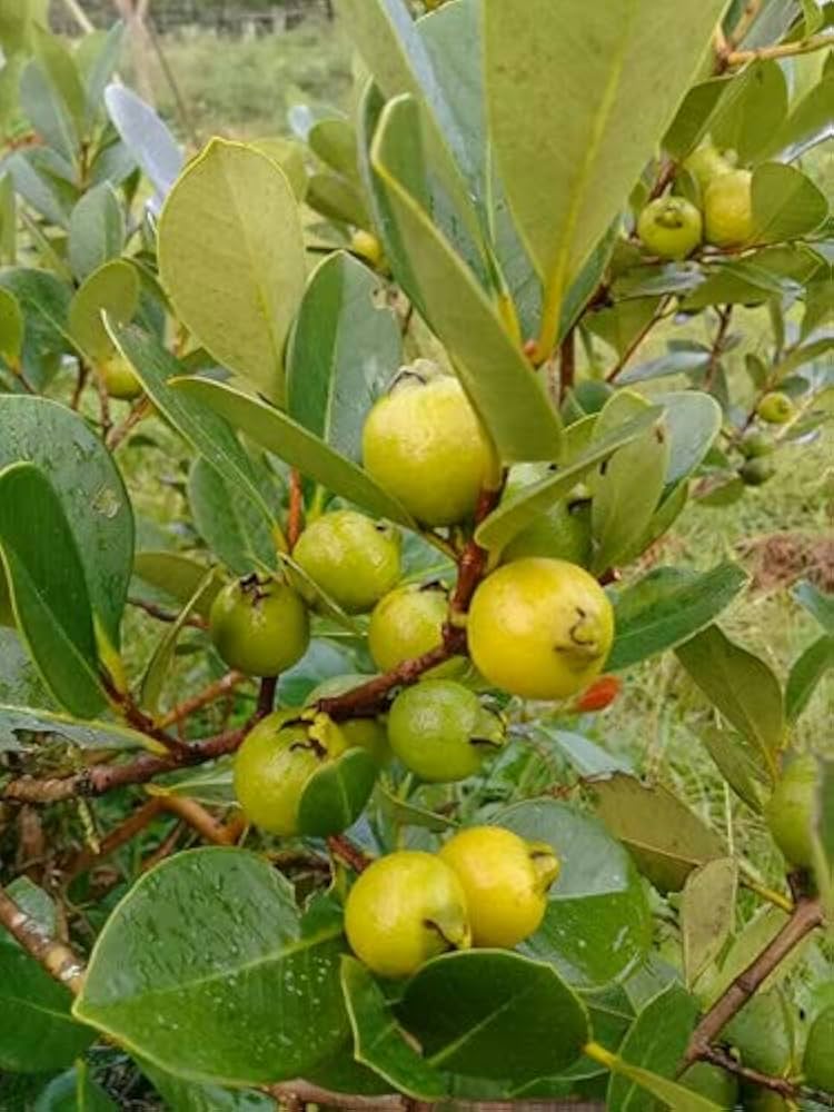 Psidium Cattleianum (Yellow Cherry Guava)