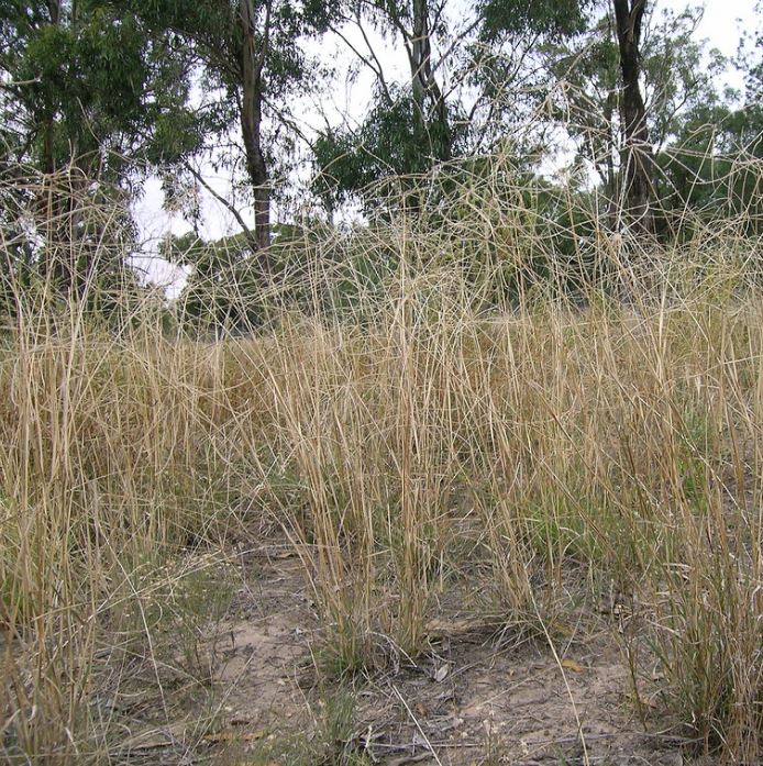 Chloris Ventricosa (Tall Chloris)