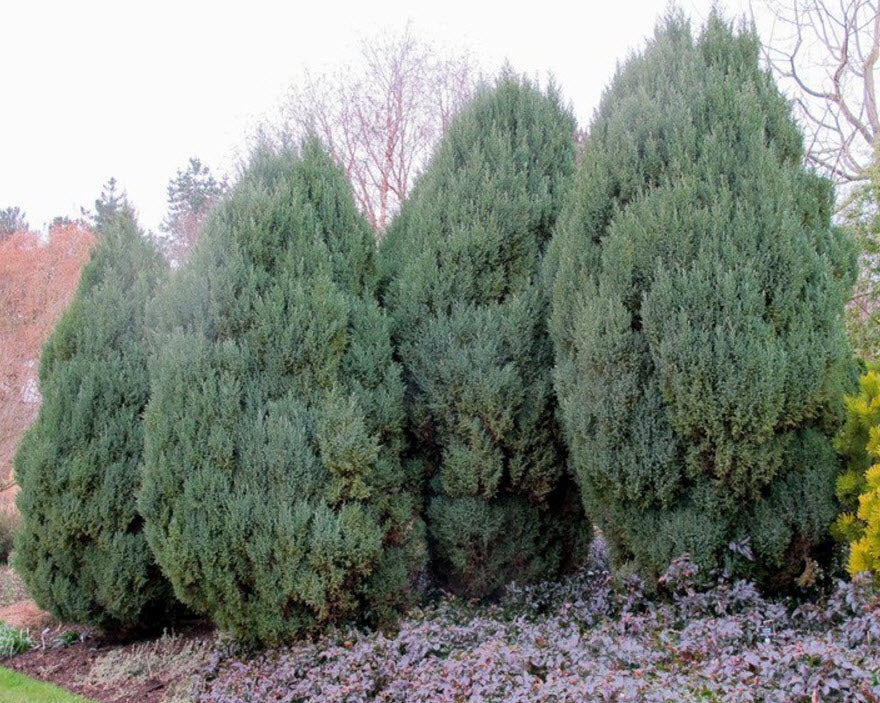 Juniperus chinensis Pyramidalis (Pyramidalis Juniper)