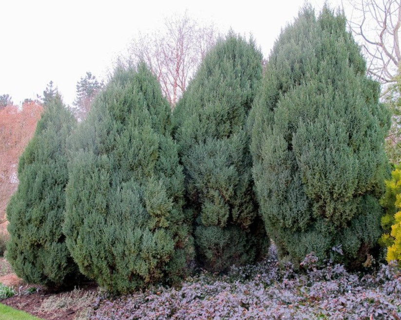 Pyramidalis Juniper – Dwarf Columnar Evergreen | Nursery Warehouse ...