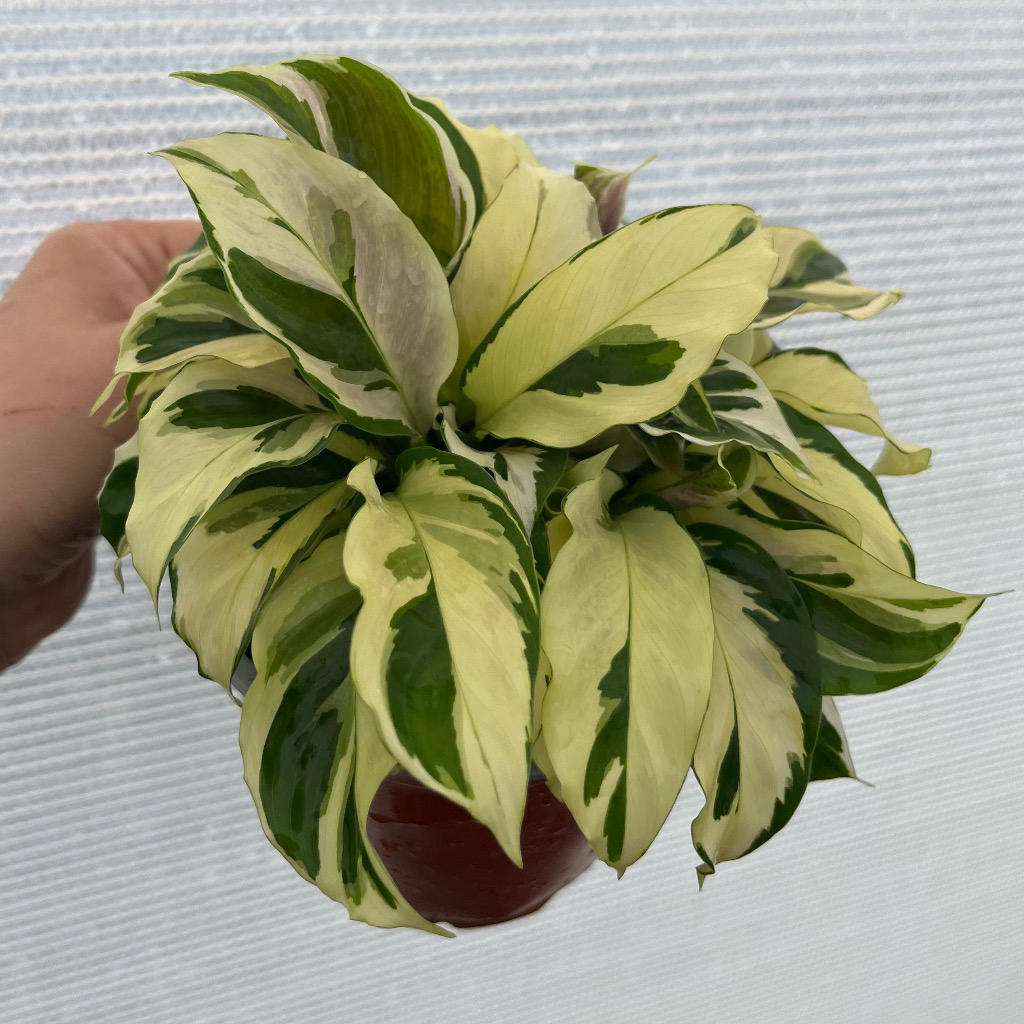 Calathea louisae Thai Beauty (Thai Beauty Prayer Plant)